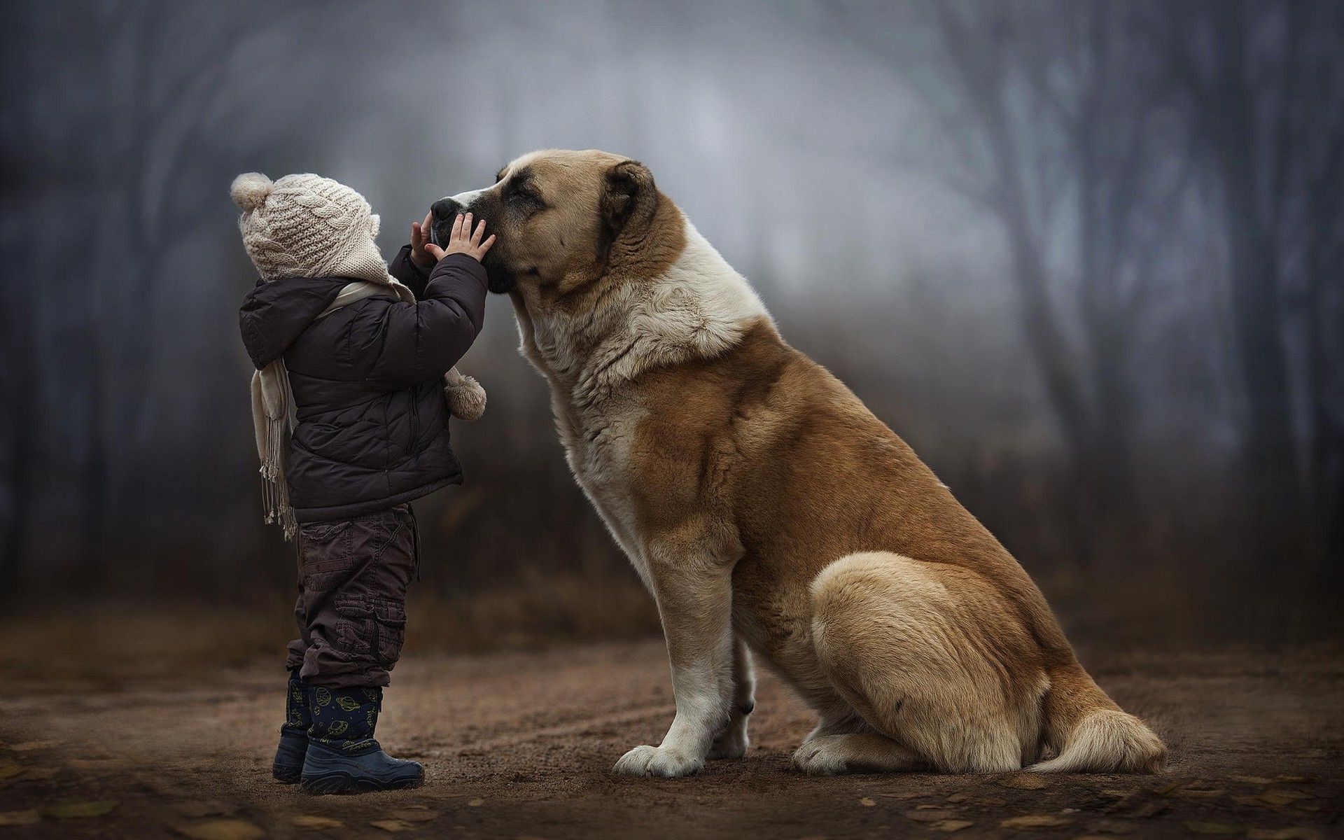 Большая собака и маленький мальчик