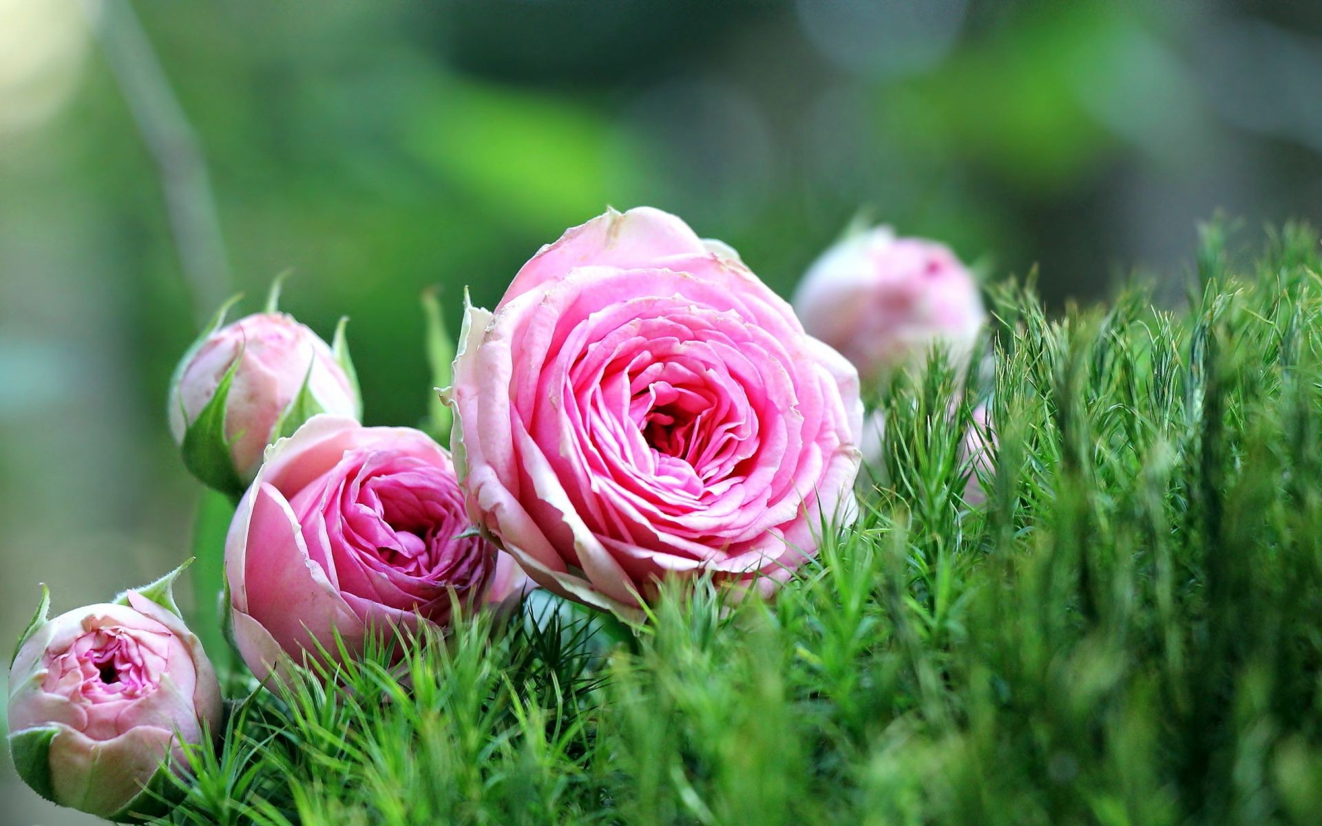 Розовые розы на зеленой траве