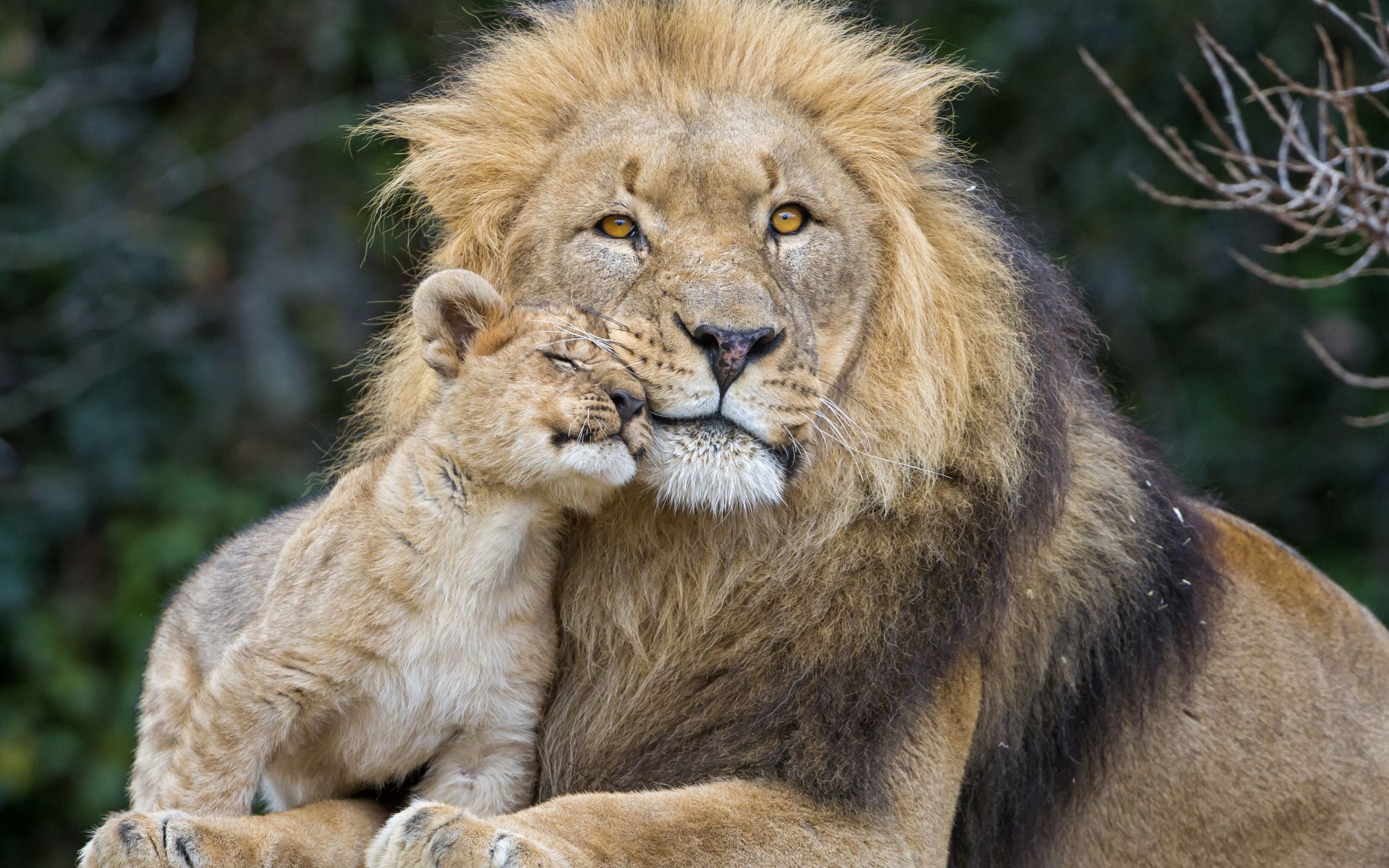 Лев с детенышем