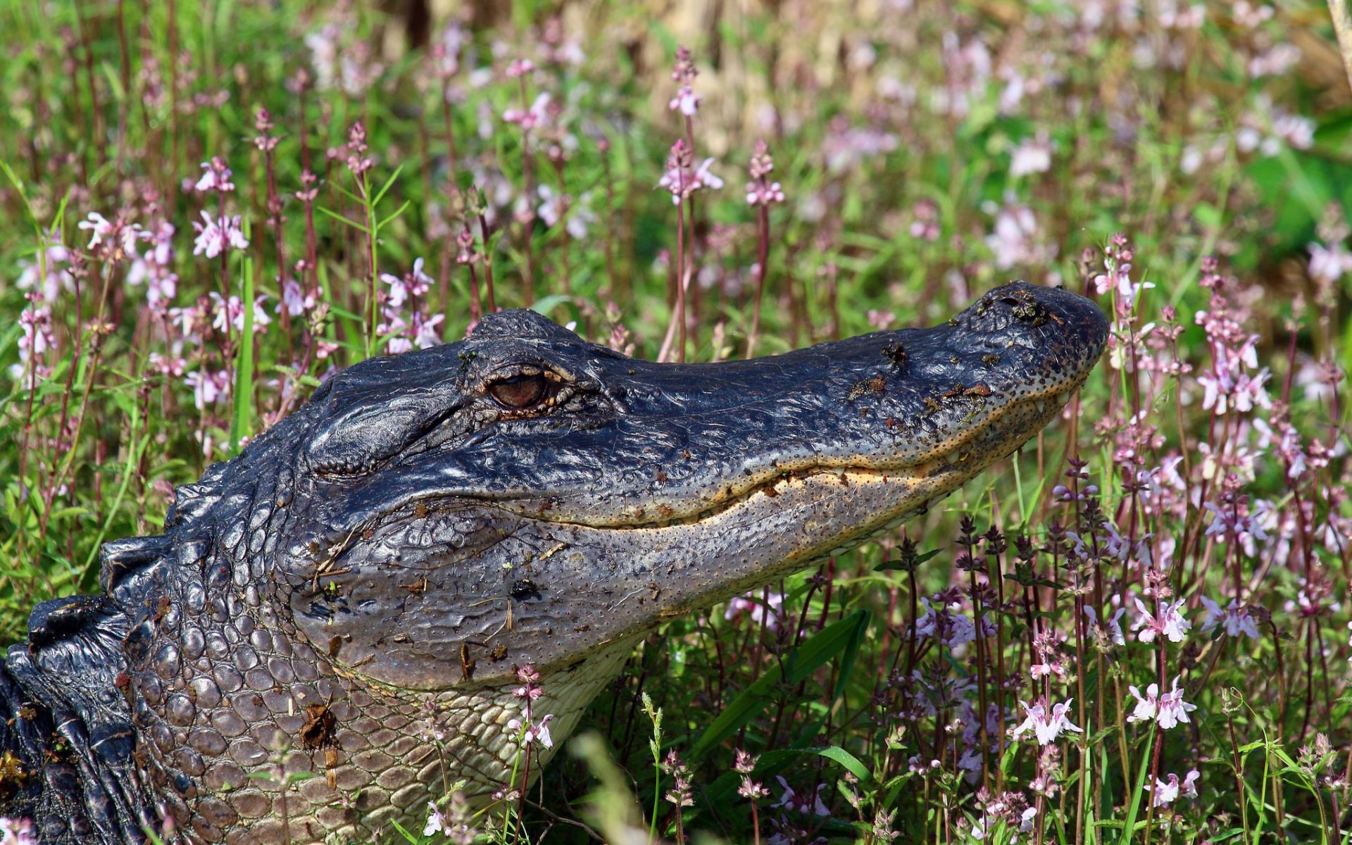 Крокодил в цветах
