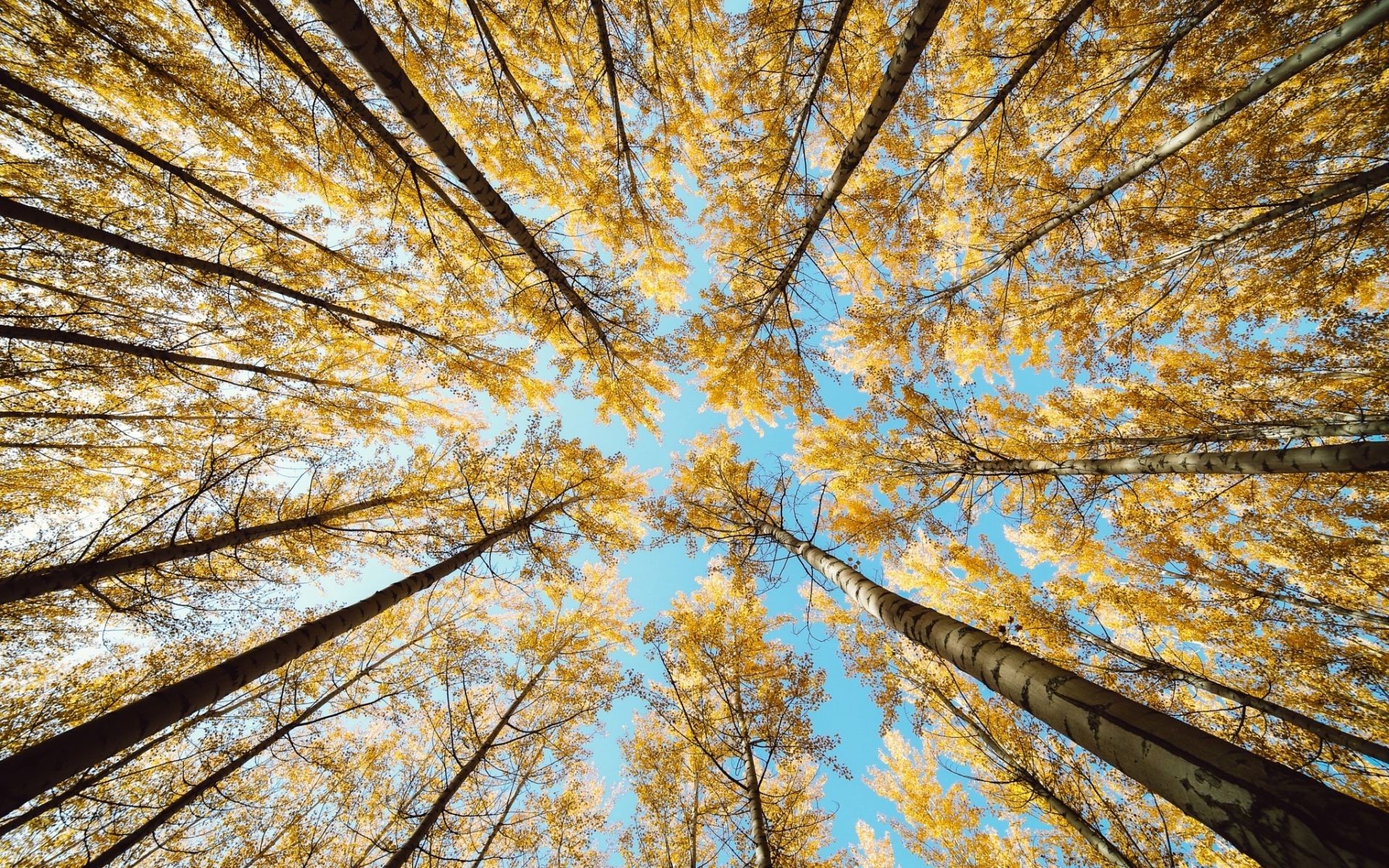 Желтые осенние деревья