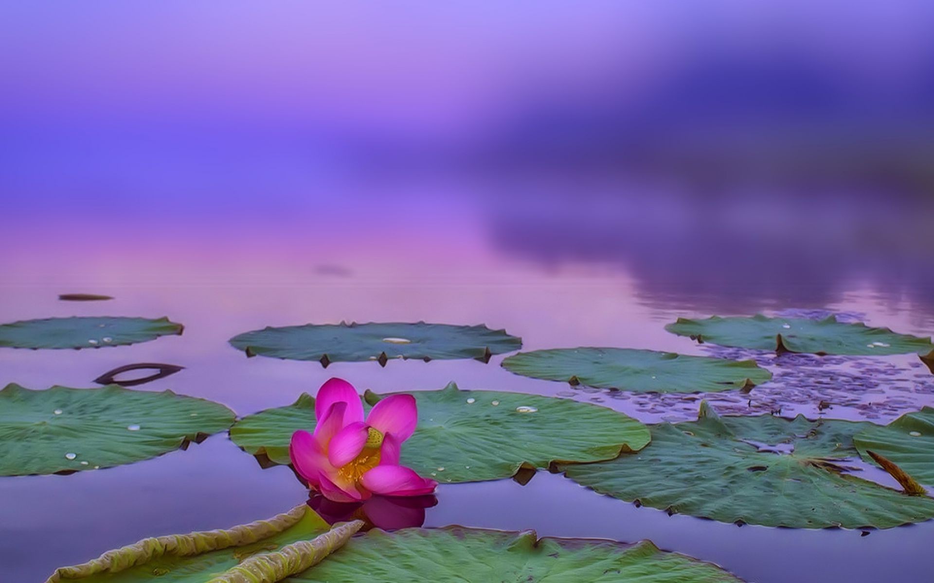 Цветок кувшинка на воде