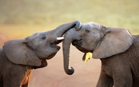 Два слона, любовь
