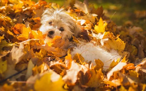 Собака играет в листьях