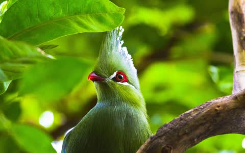 Зеленая птица с хохолком