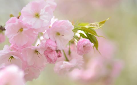 Нежно-розовые цветы