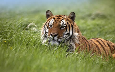 Тигр в траве