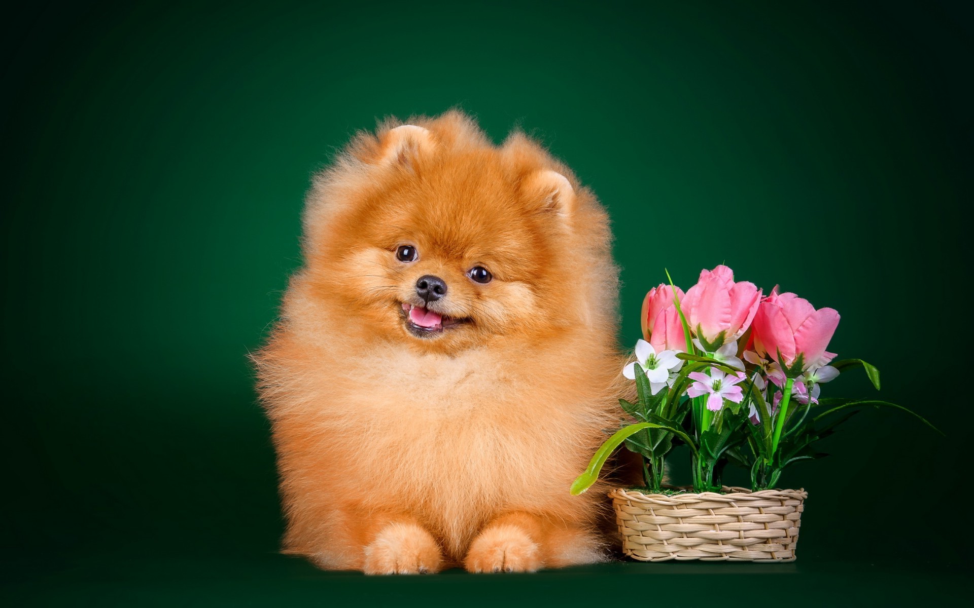 Фото шпиц, собака с цветами