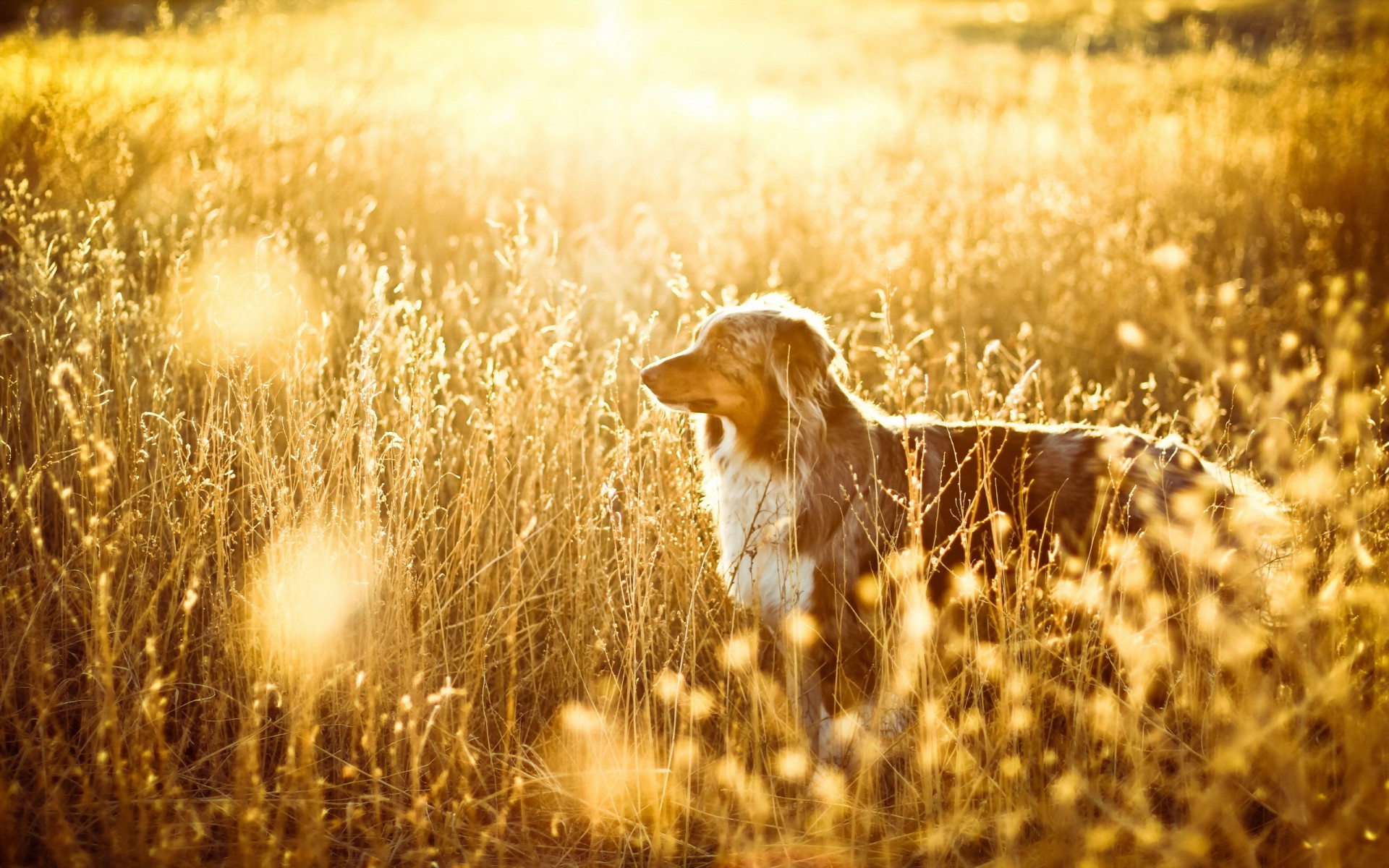 Собака среди поля, солнечный свет