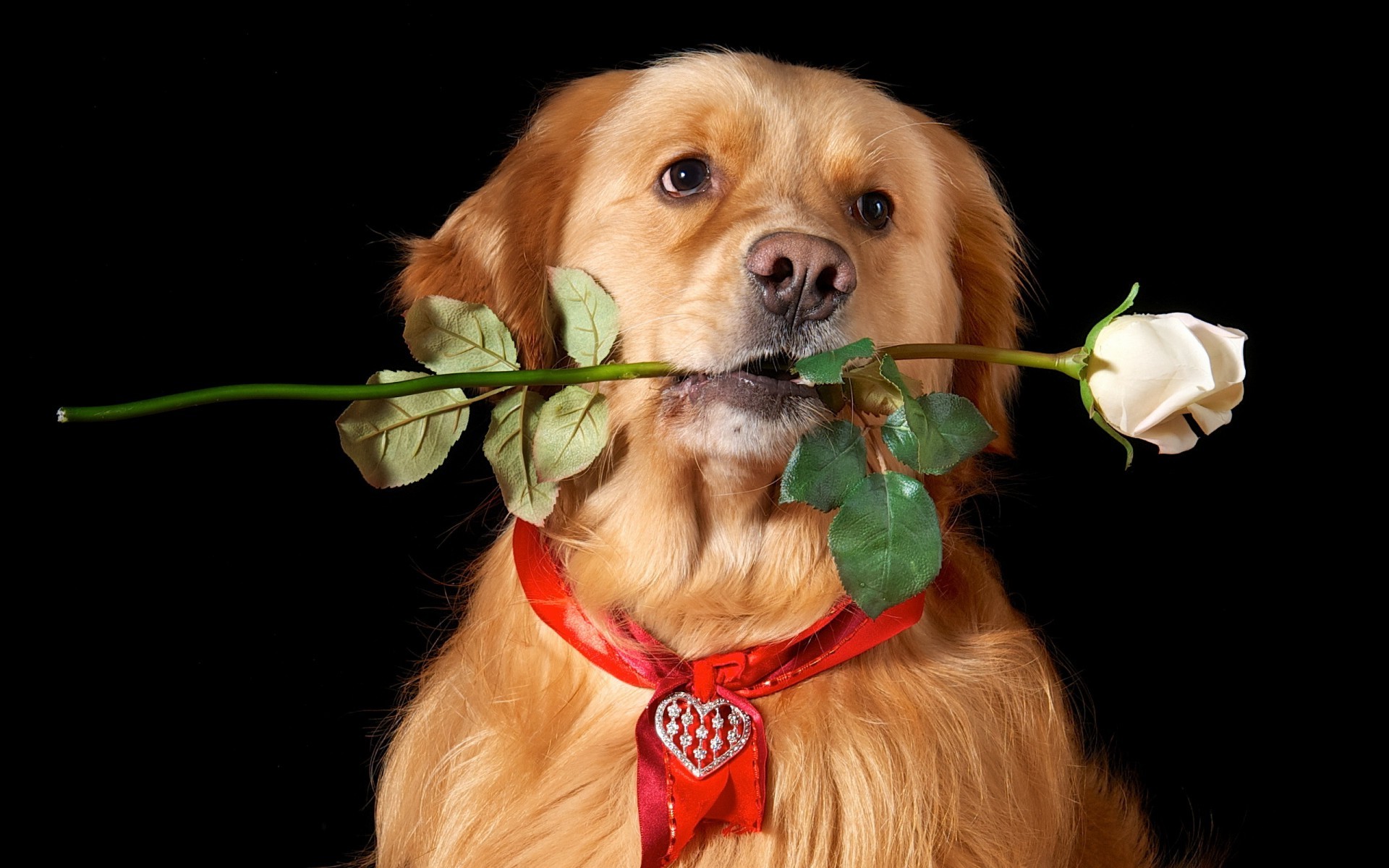 Собака с розой во рту