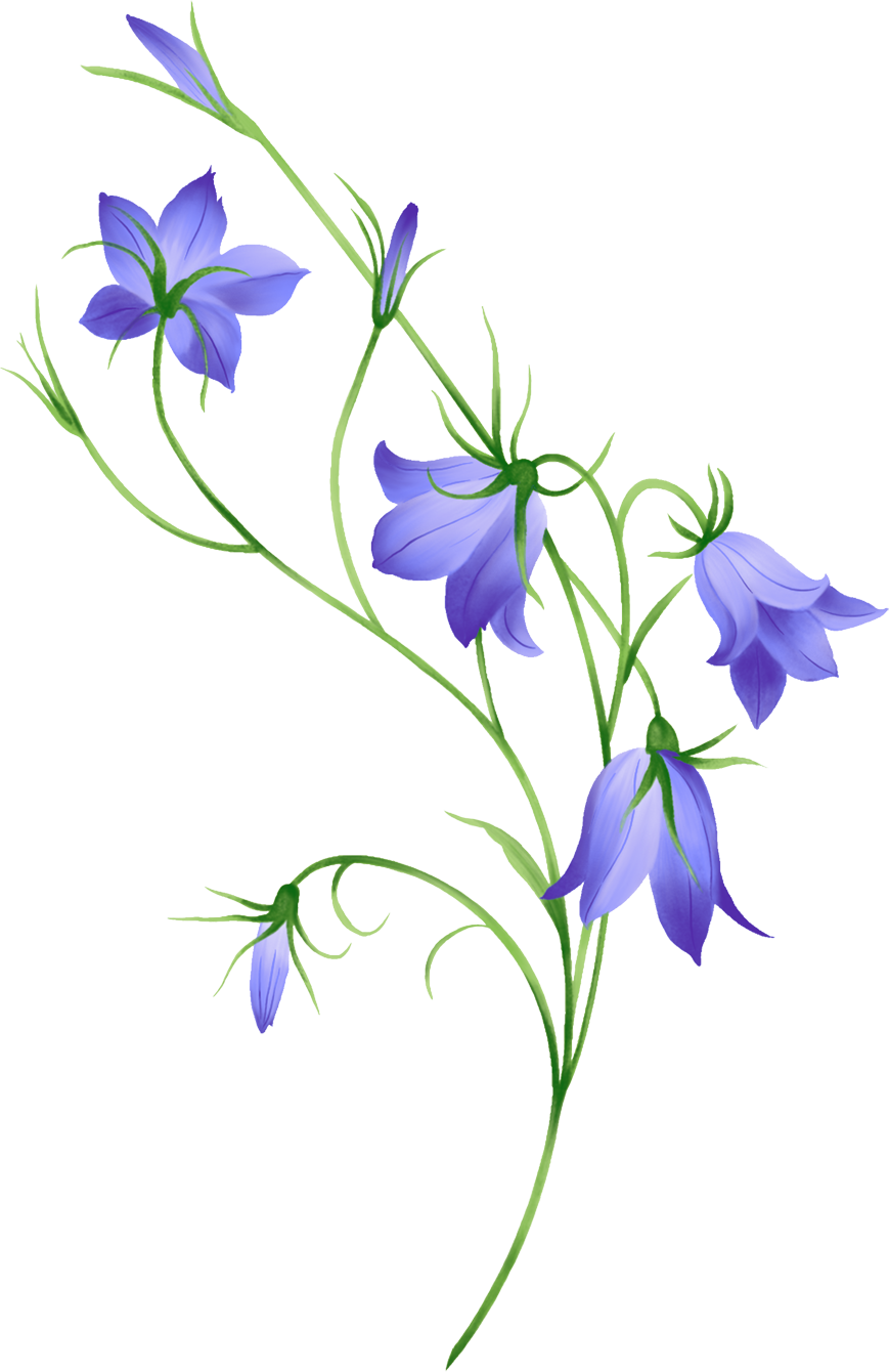 Цветок колокольчики - Цветы - Картинки PNG - Галерейка