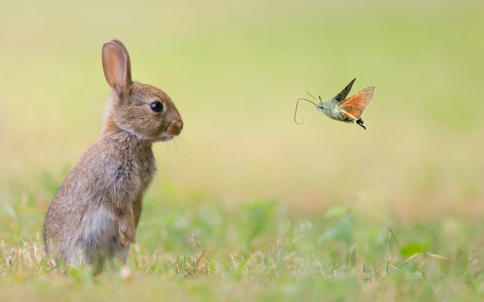 Кролик, насекомое, природа