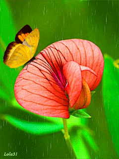 Бабочка на цветке машет крыльями