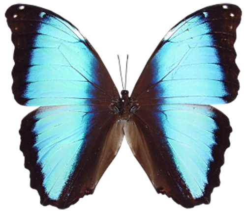 Бабочка с темно-голубыми крыльями