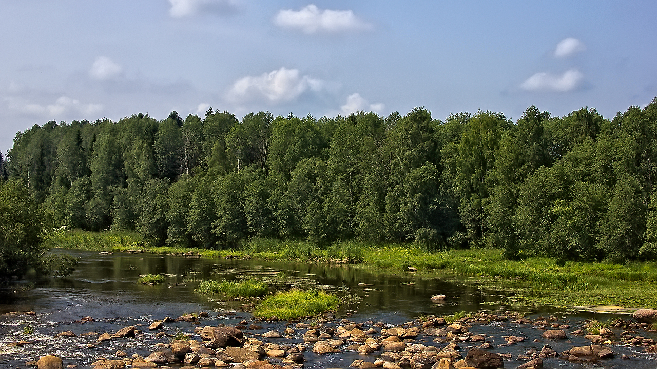Фото маленькая река, зеленый лес