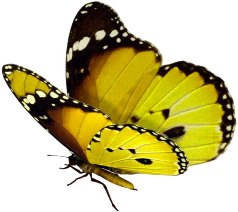 Бабочка с красивыми желтыми крыльями