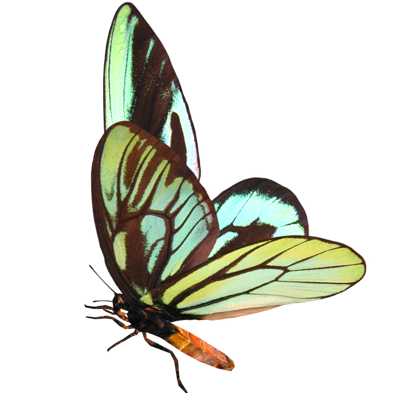 Бабочки на прозрачном фоне