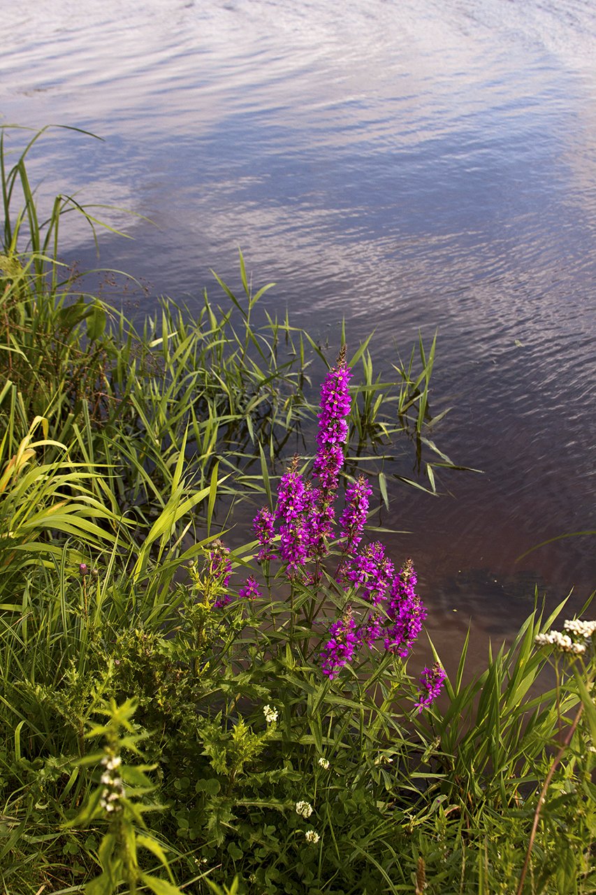 Цветок возле реки