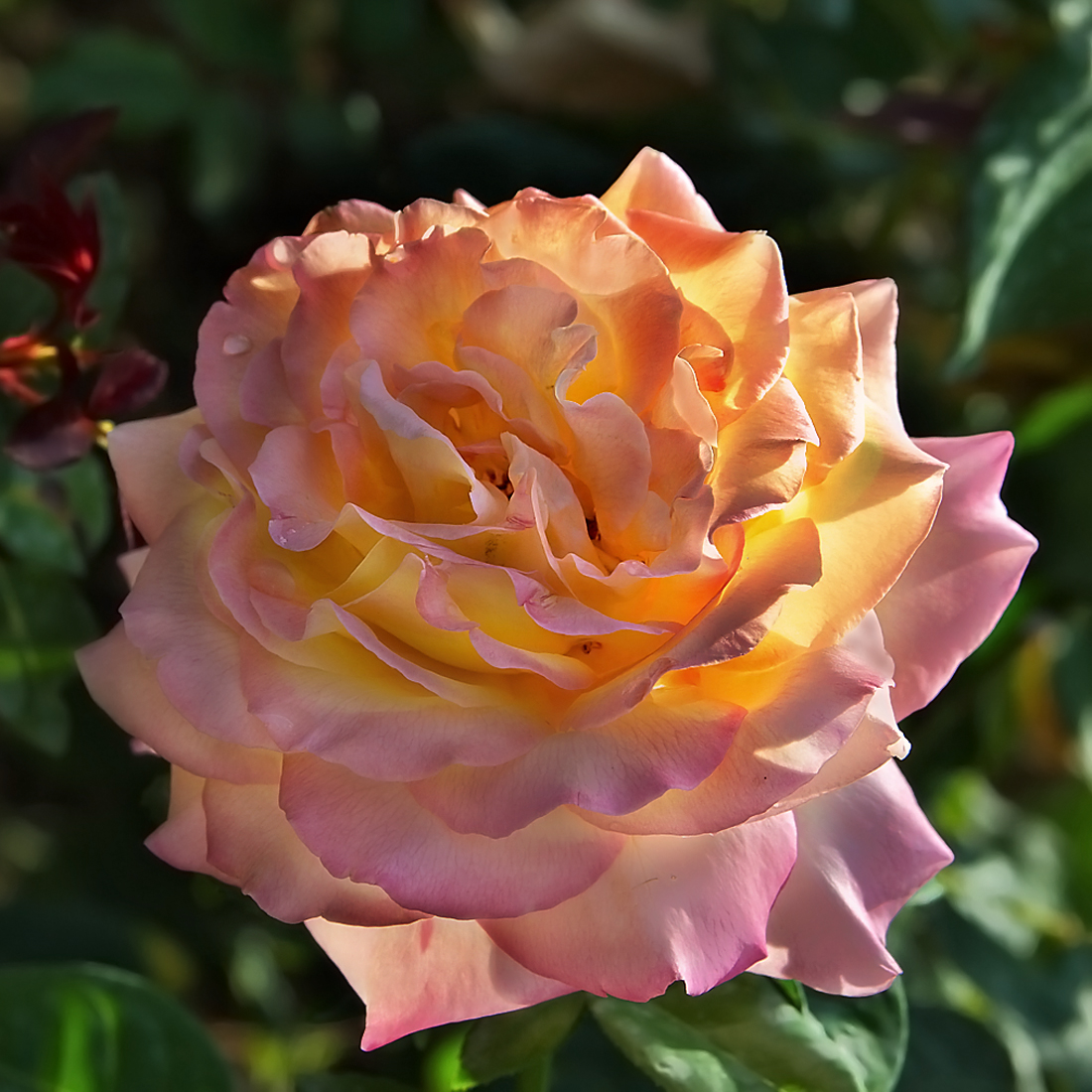 Фото кремовая роза
