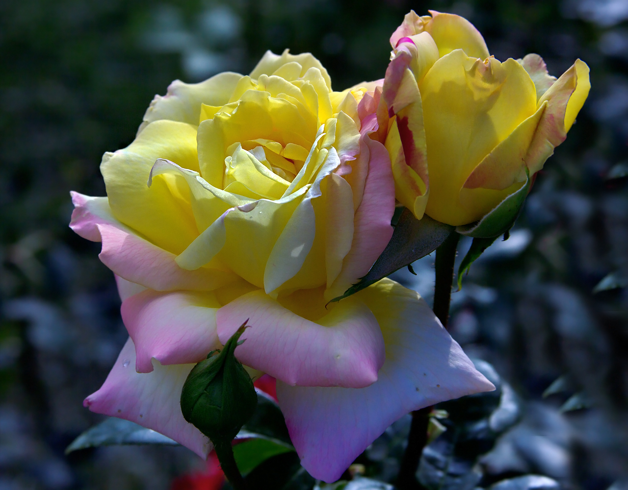 Желто-фиолетовые розы