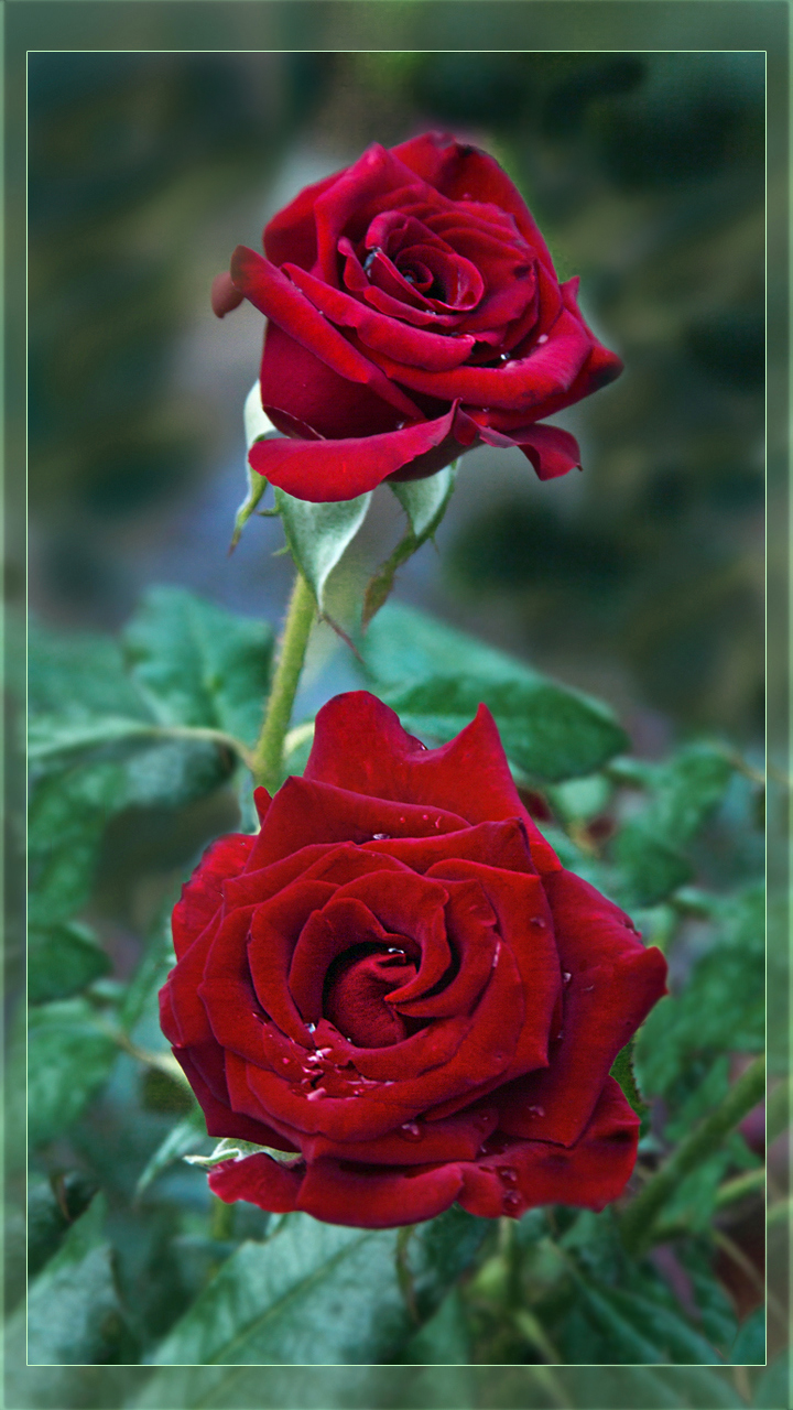 Красивые темно-красные розы
