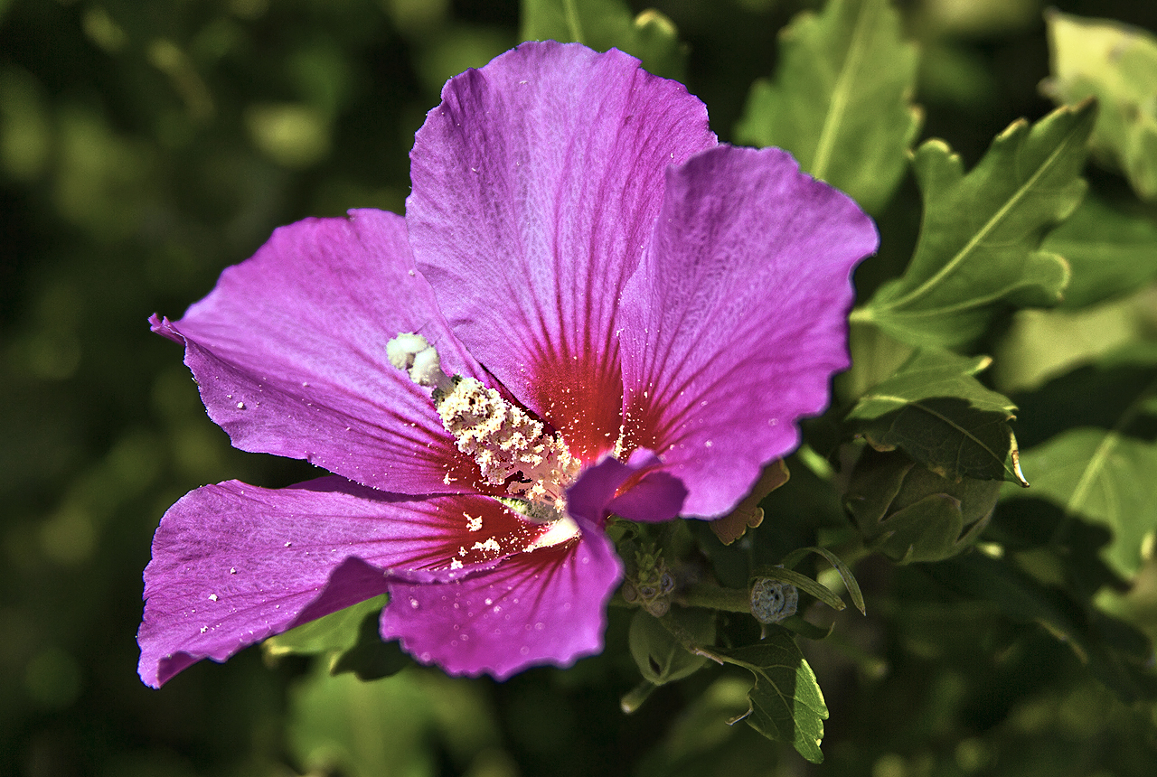 Красивый фиолетовый цветок
