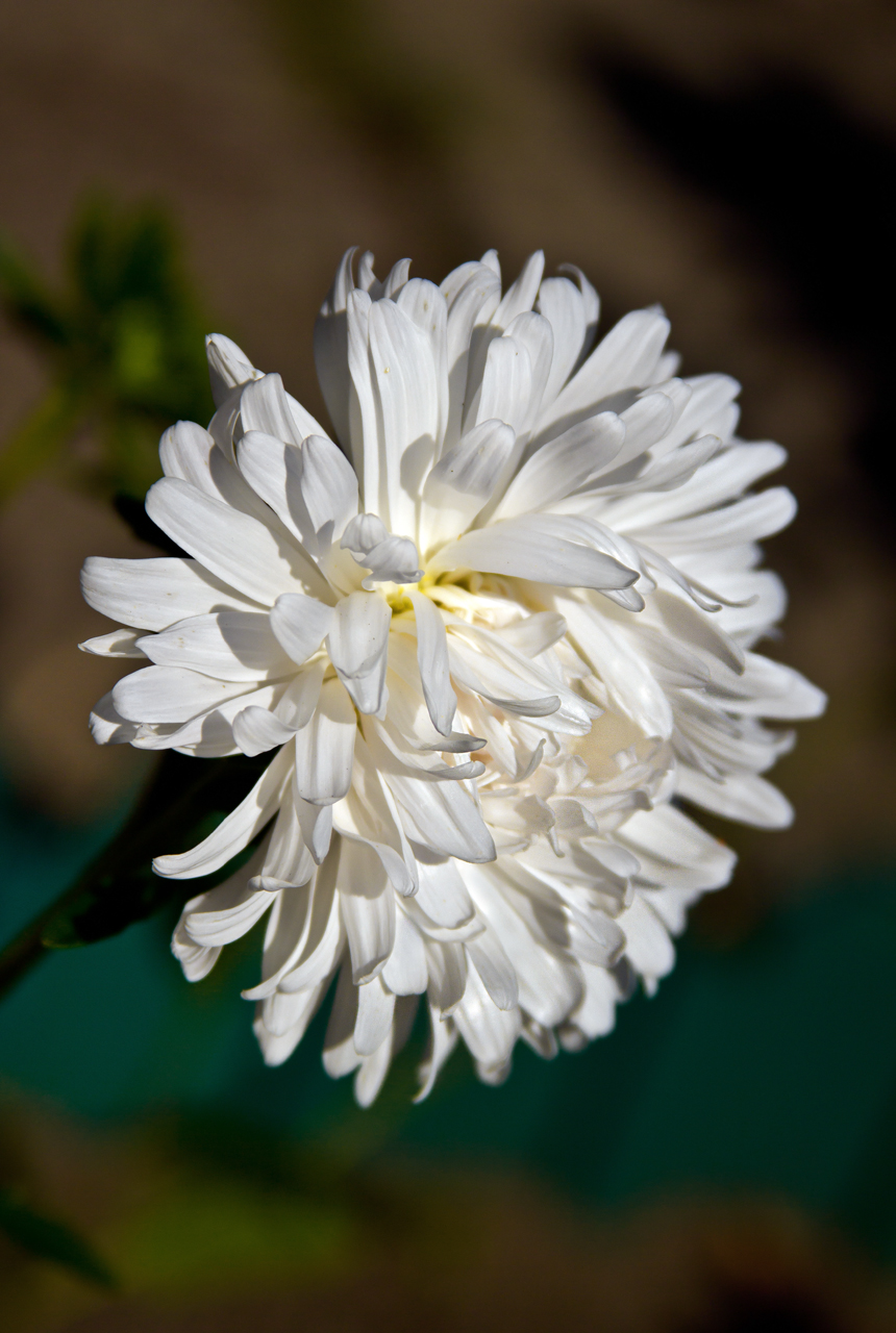 Белый цветок астры
