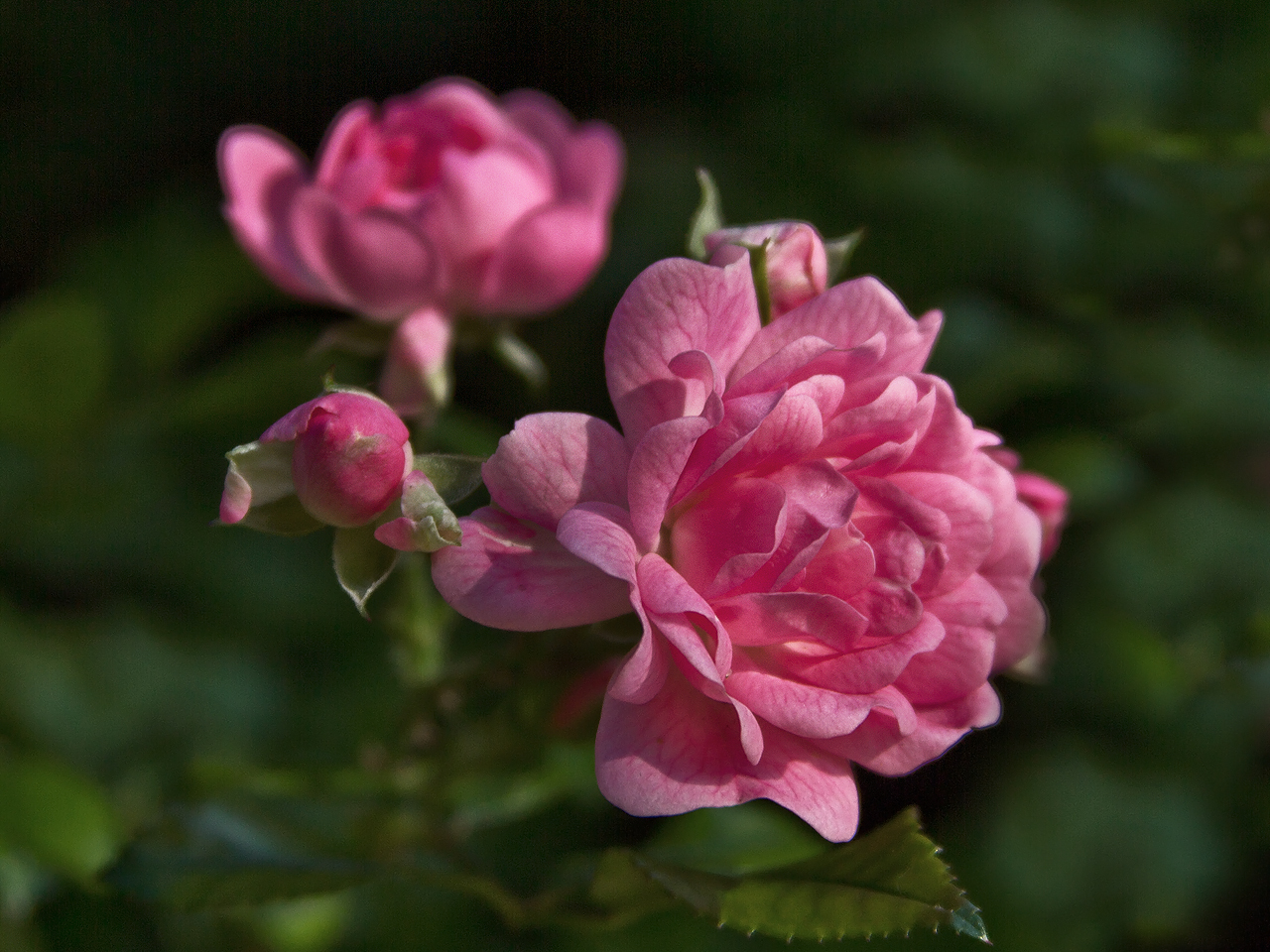 Розы розового цвета