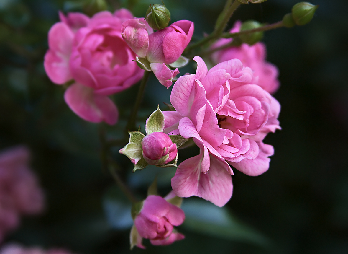 Фото розовые розы