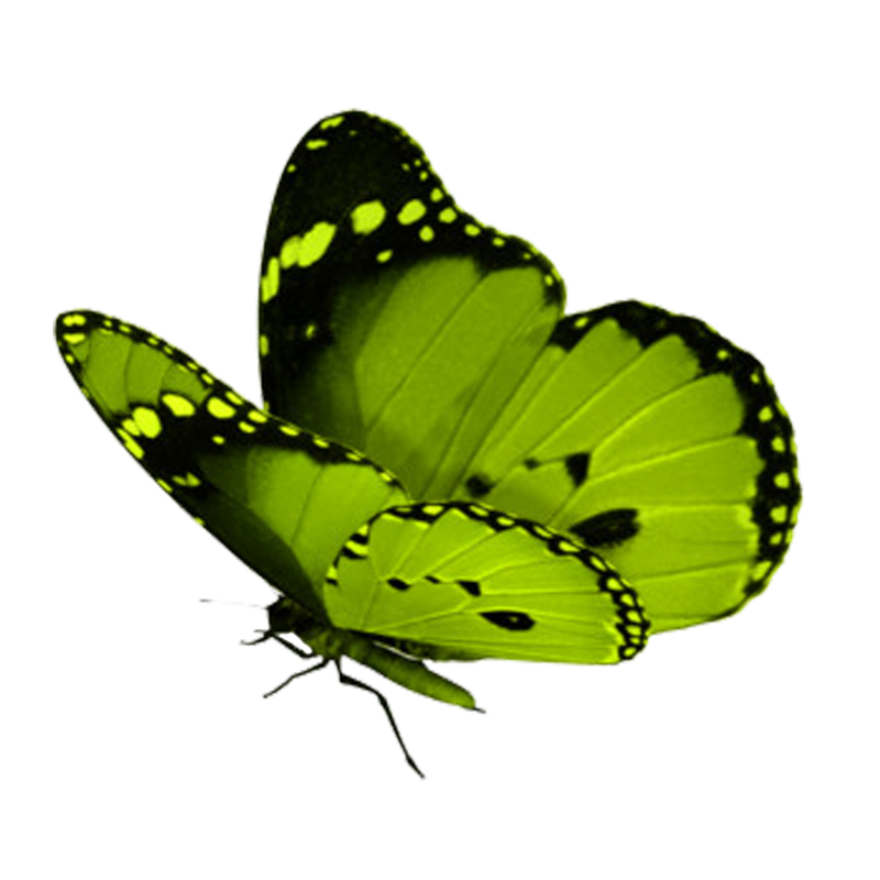 Темно-зеленая бабочка