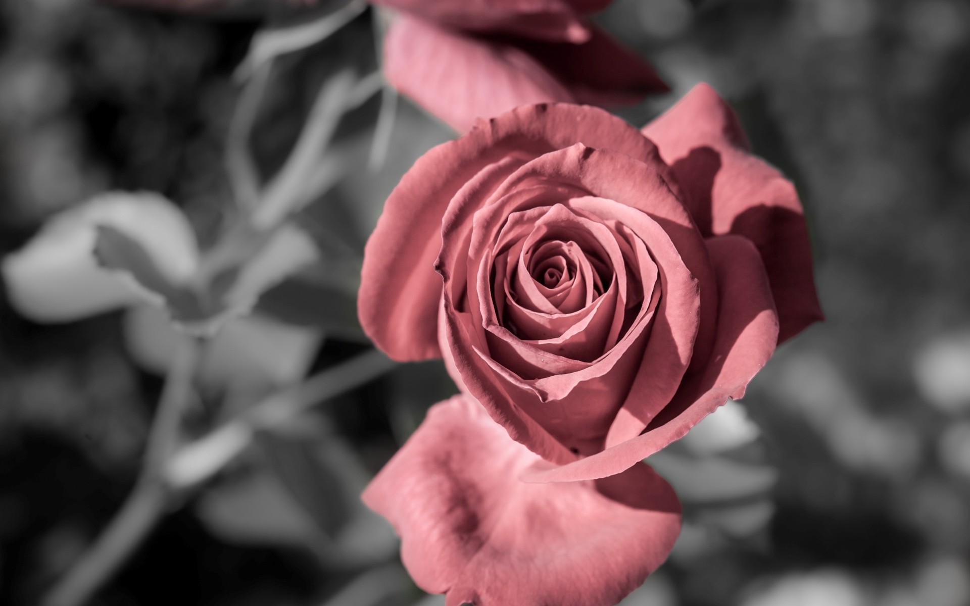Роза, матовый цвет, серый фон