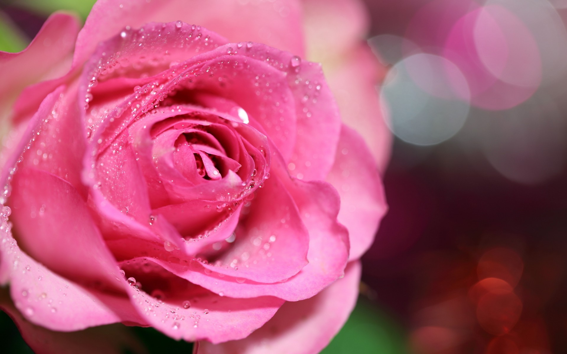 Розовая роза в капельках росы