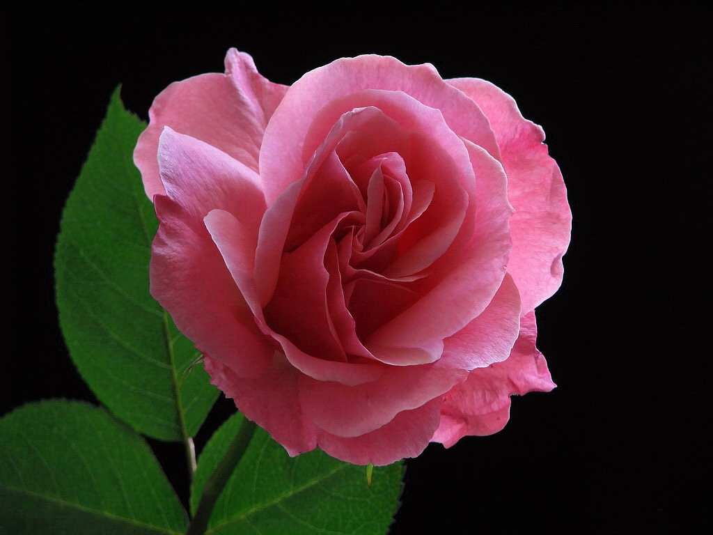 Роза розового цвета