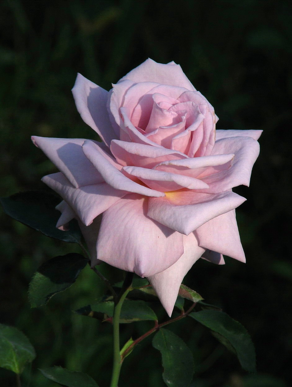 Светло-розовая роза