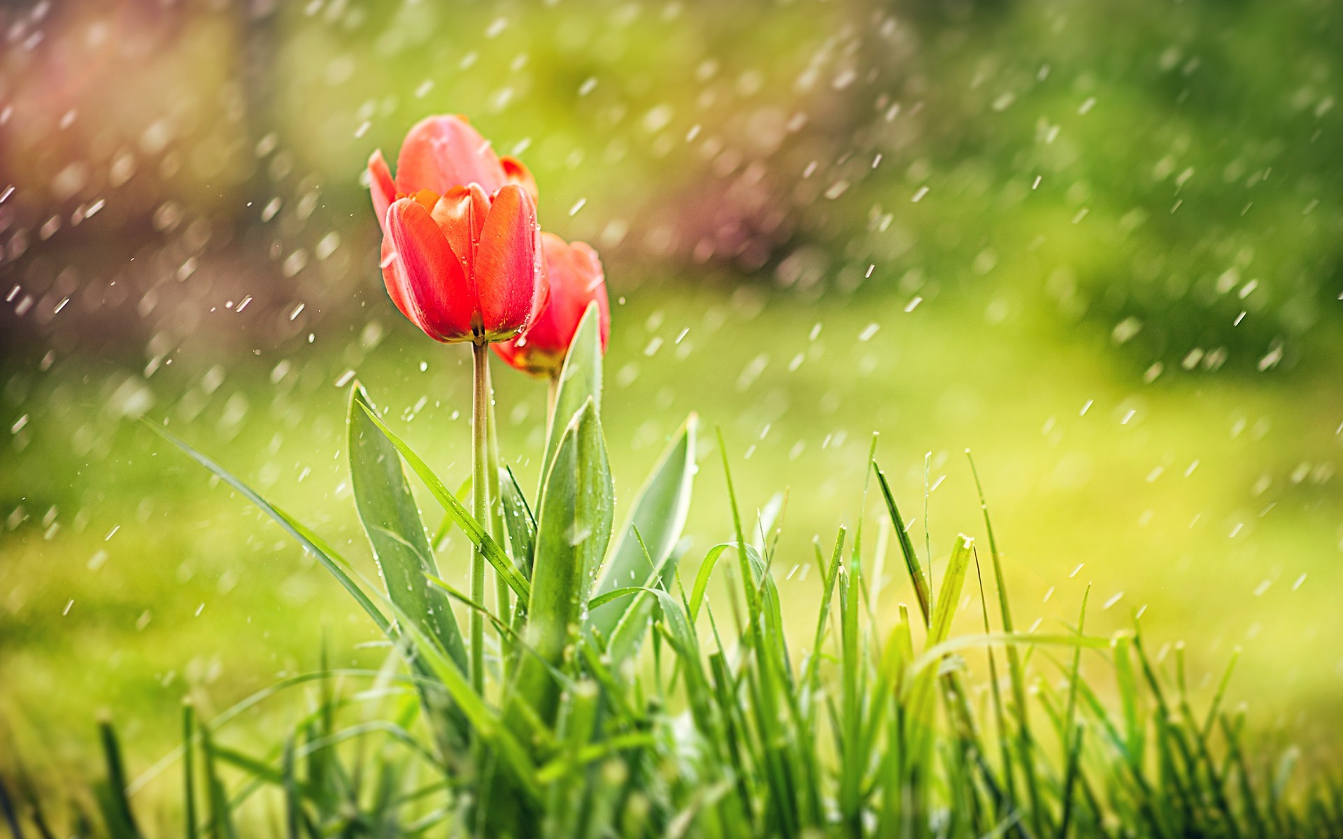 Тюльпаны, трава, дождь