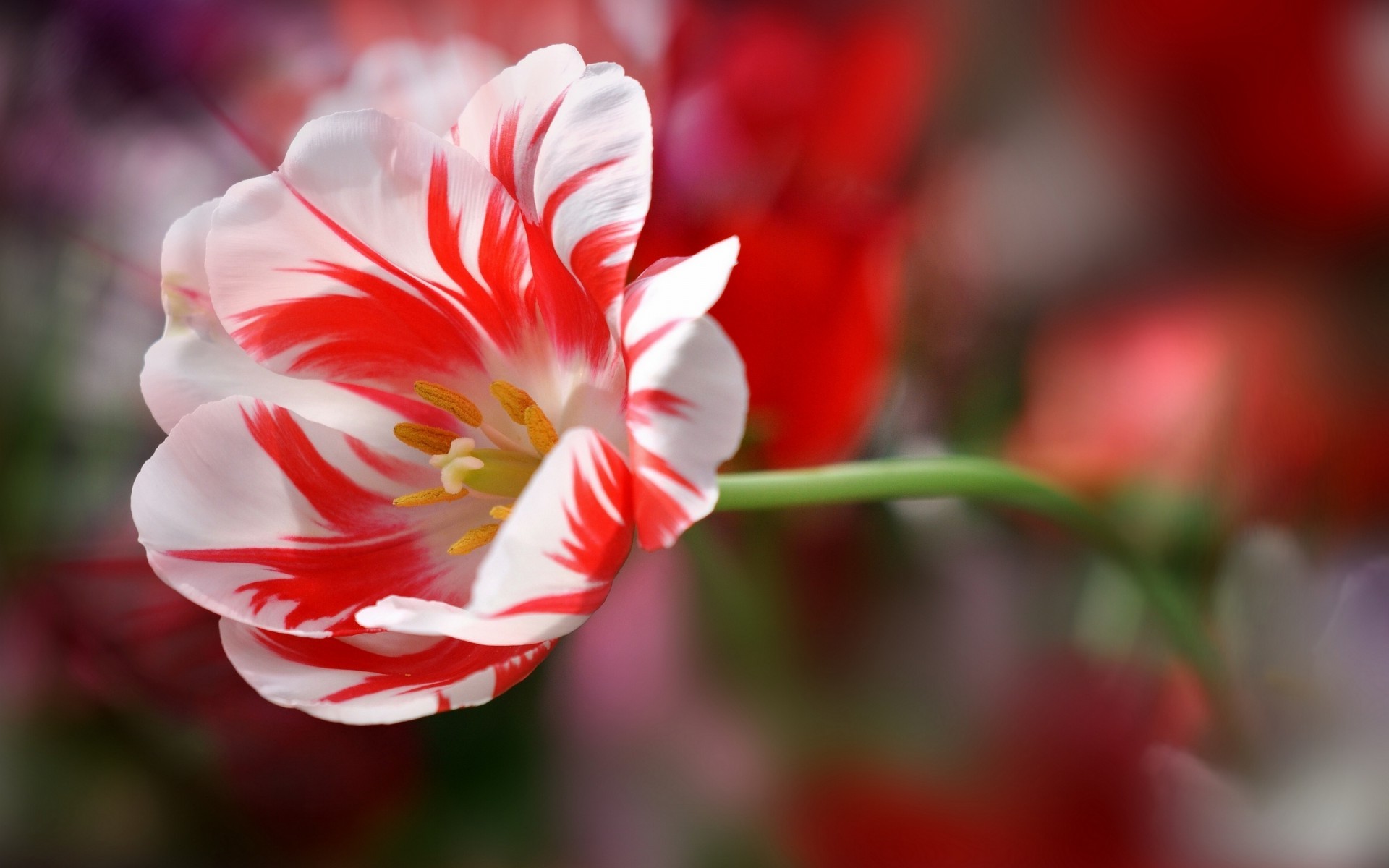 Расцветший тюльпан, бело-красный