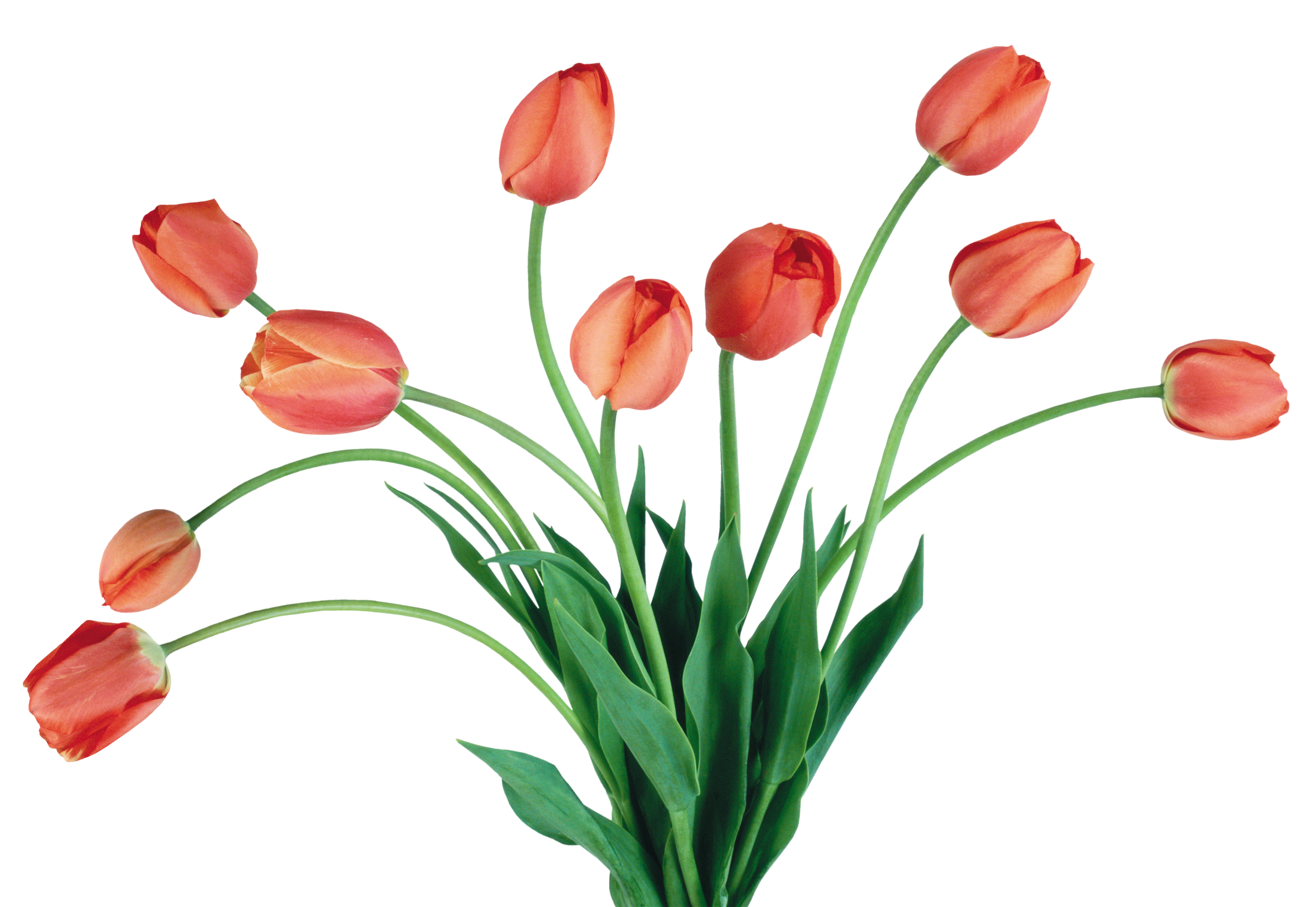 Букетик из тюльпанов