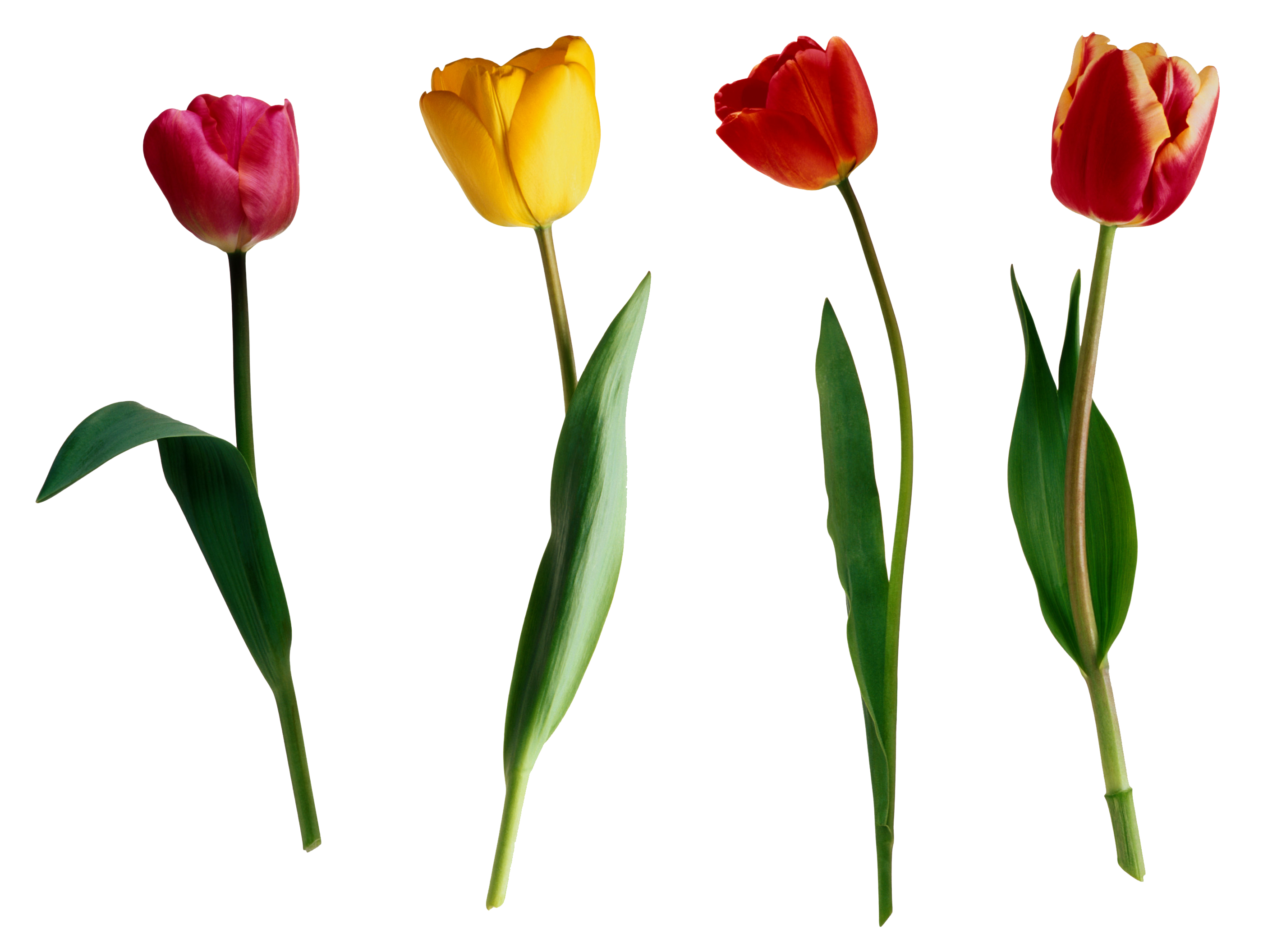 PNG тюльпаны, разноцветные