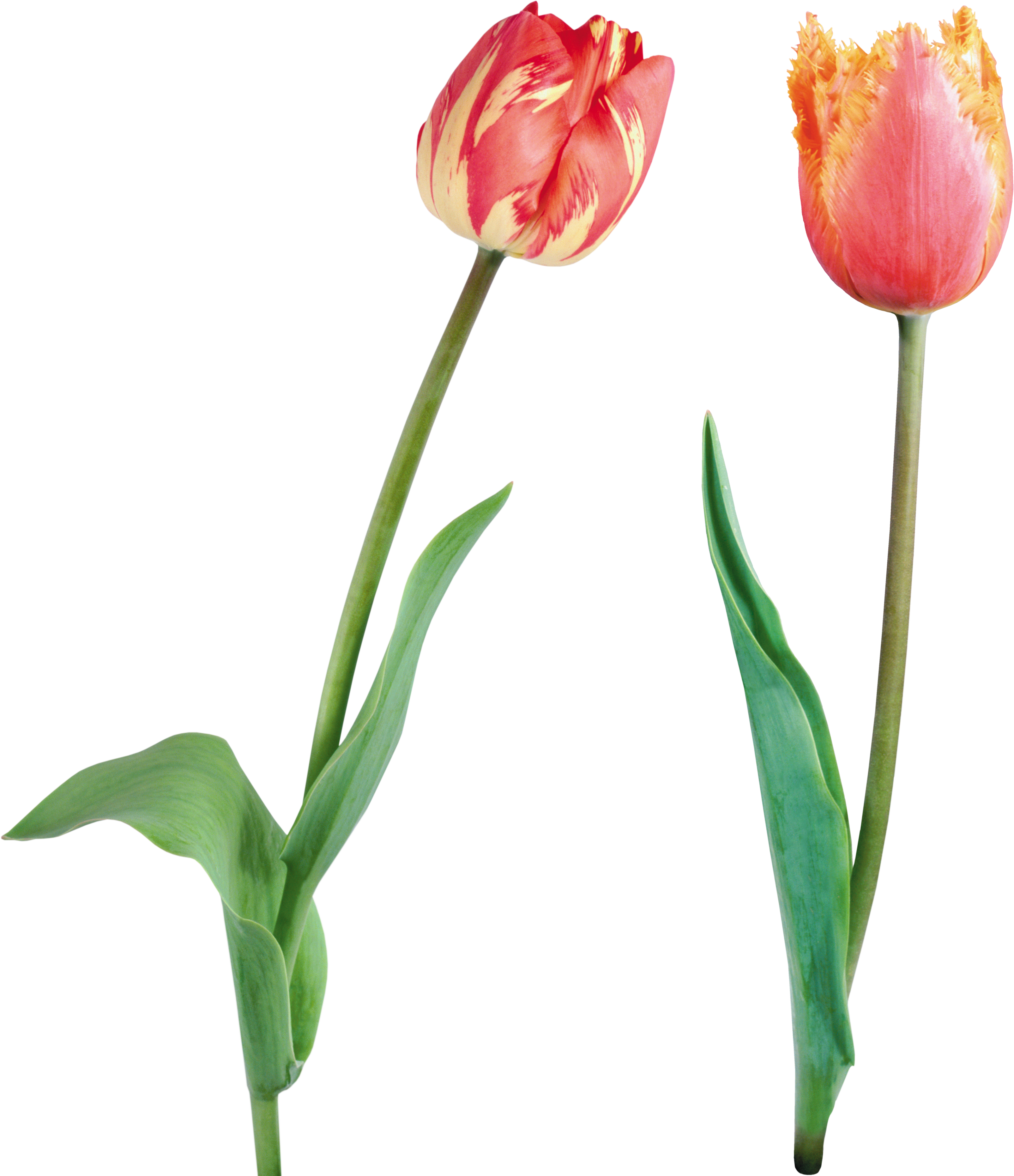 Два тюльпана