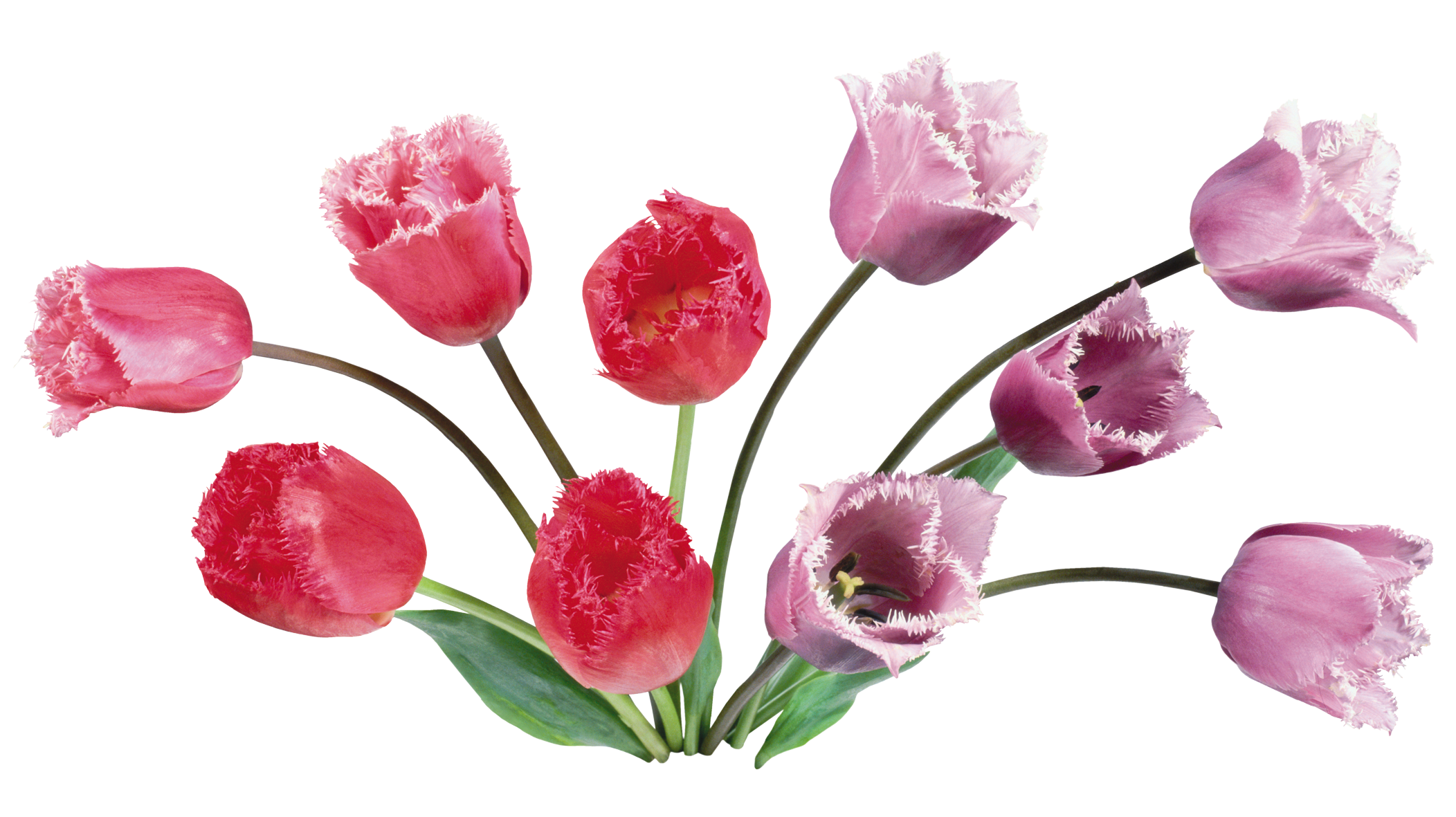Тюльпаны, цветы, букеты PNG