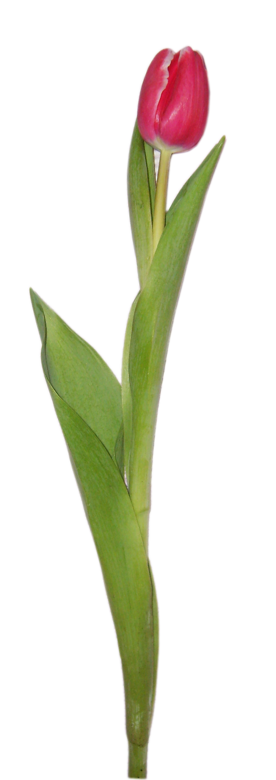 Цветок тюльпан во всю величину