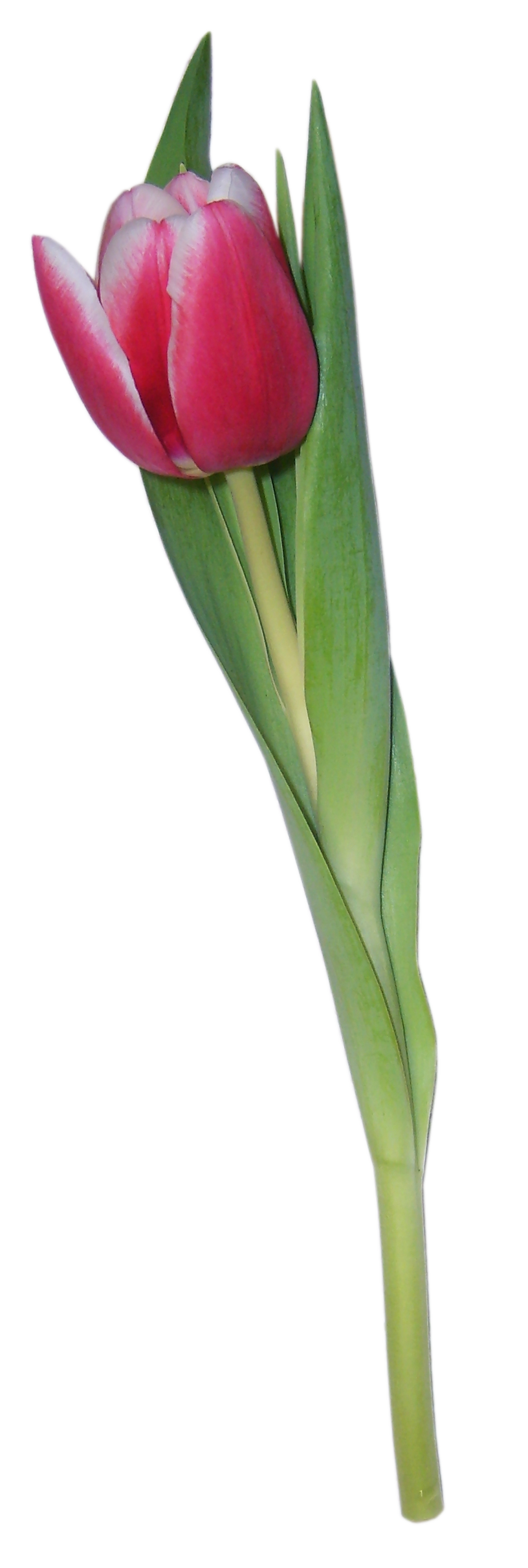 Тюльпан большого размера