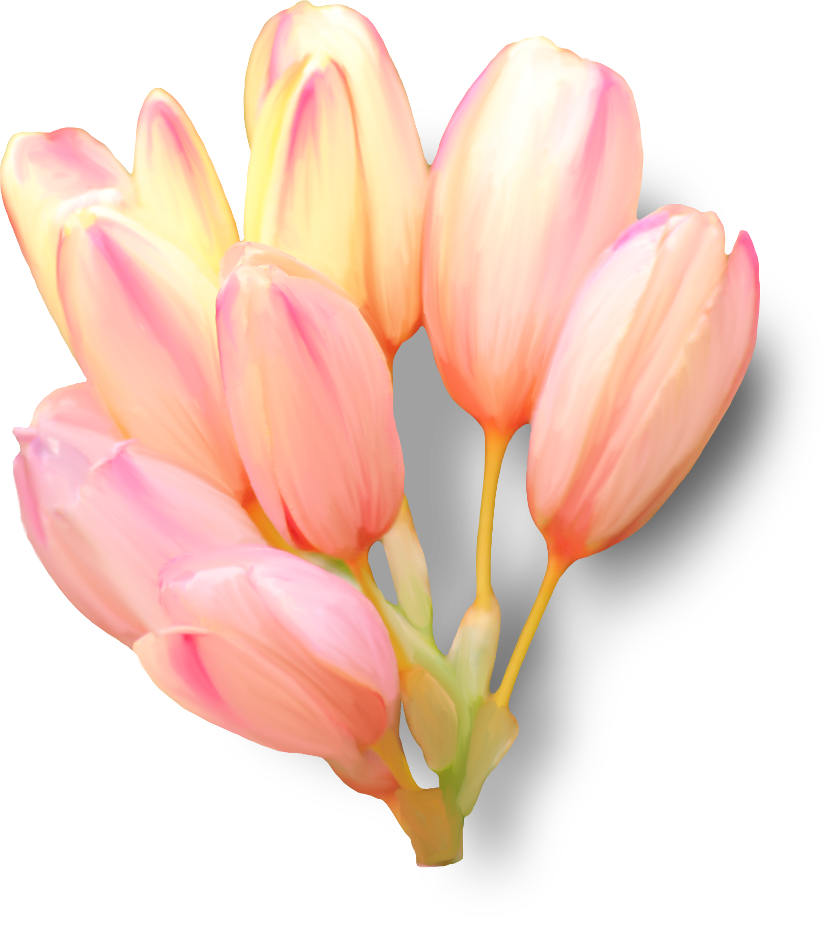 Светло-розовые тюльпаны