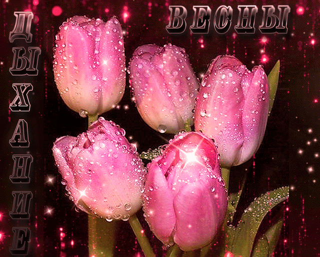 Дыхание весны, розовые тюльпаны