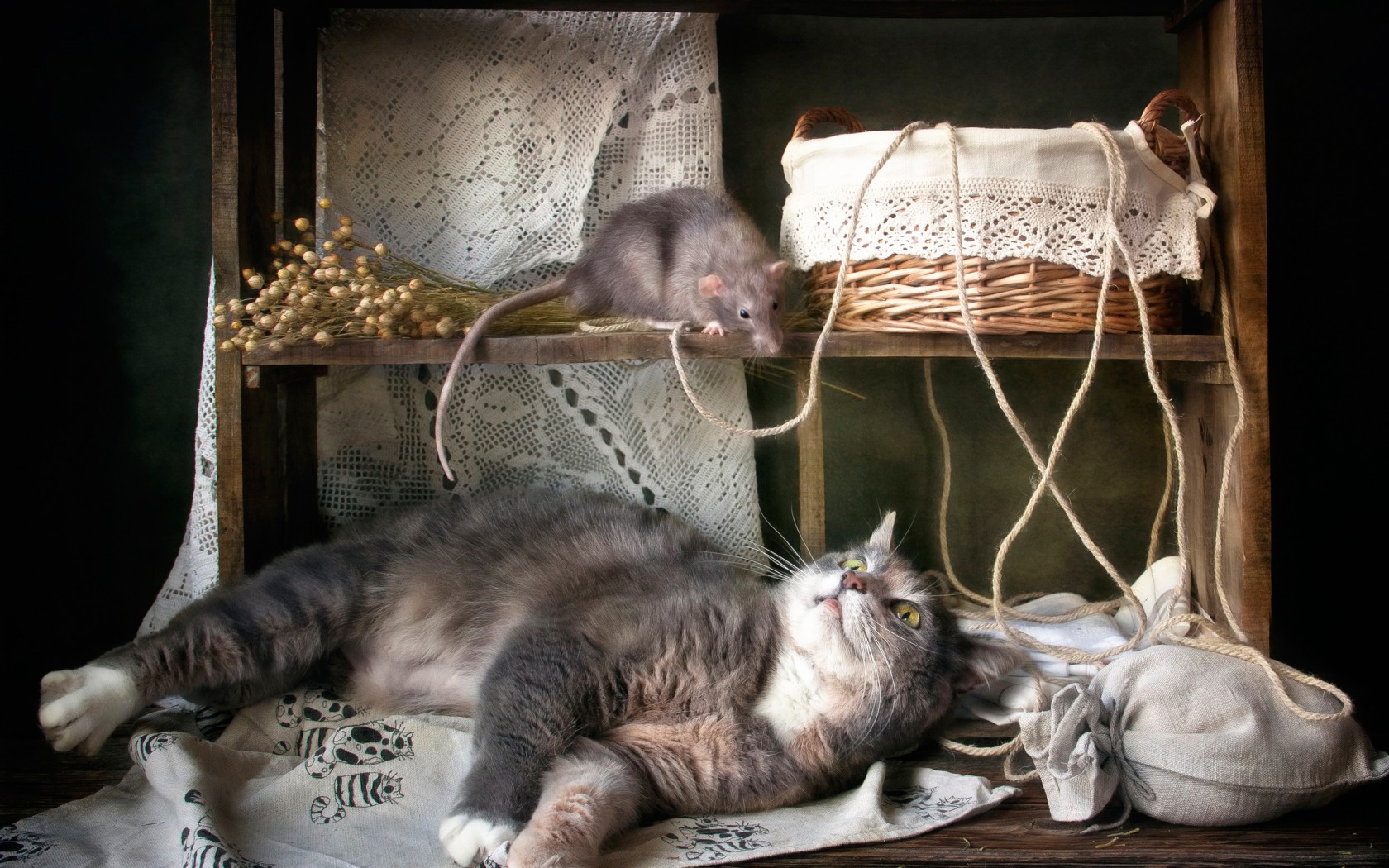 Кошка и мышка, дружба
