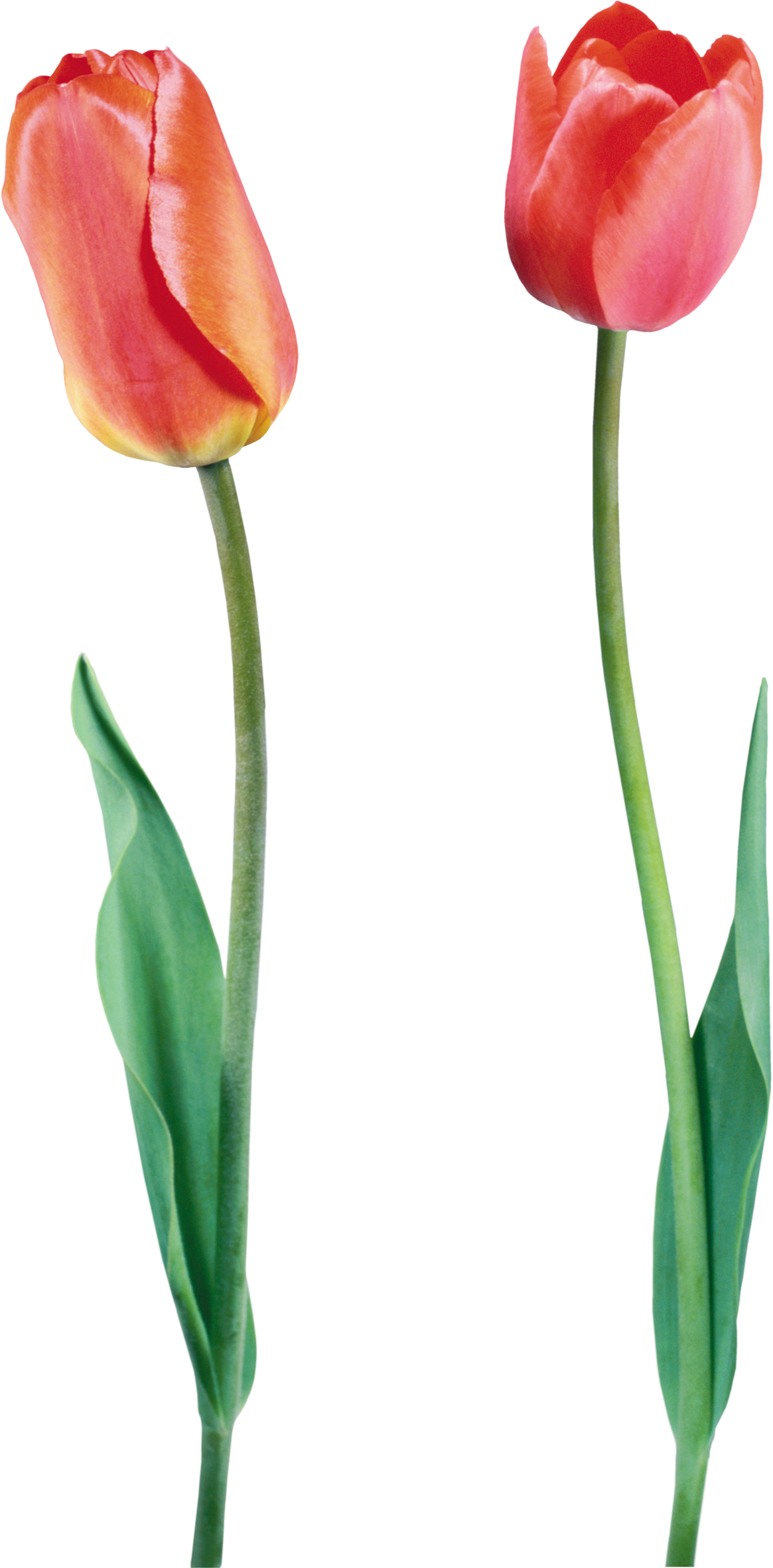 Tulips,тюльпаны