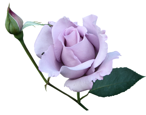 Фиолетово-белая роза