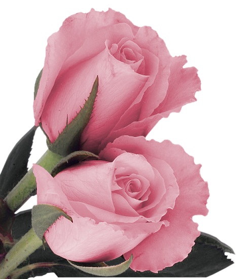 PNG розовые розы