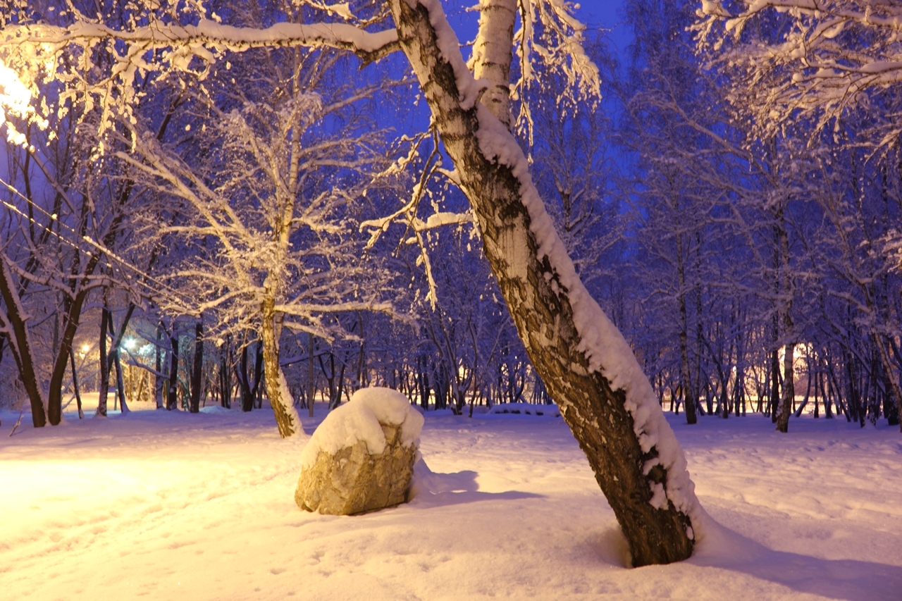 Зимняя природа, дерево, снег