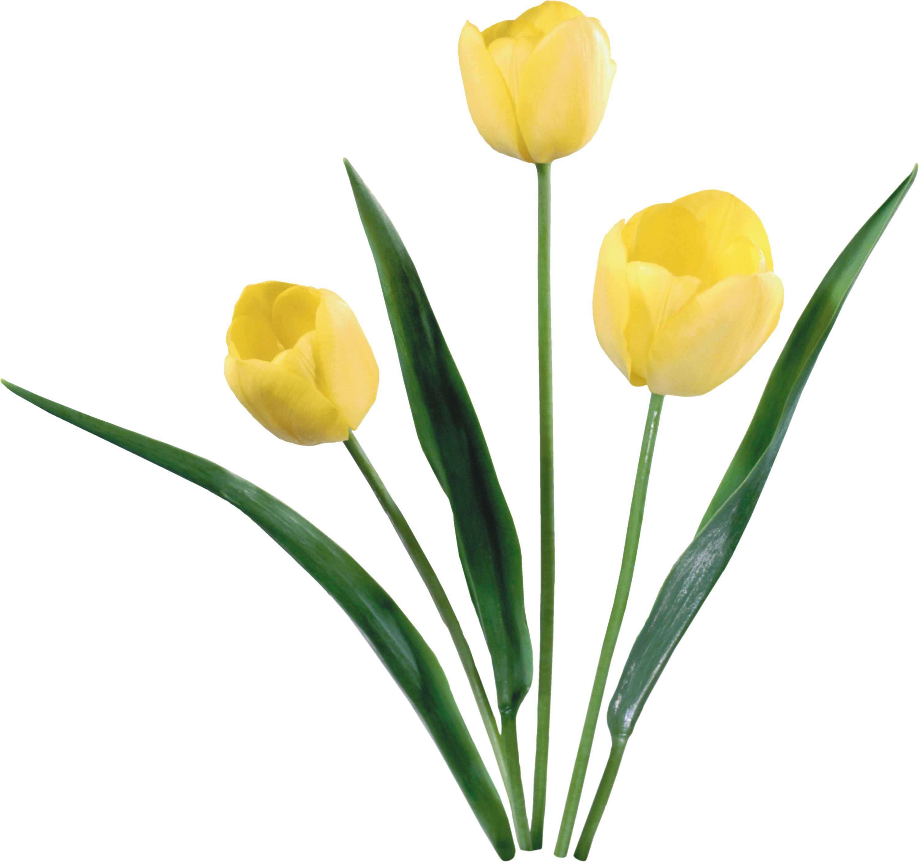 Три желтых тюльпана